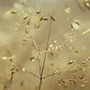 Chutzpah